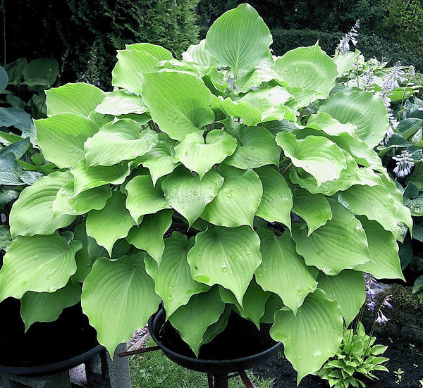 Grand Slam Hosta Plants online shopping