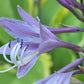 Key Lime Pie Hosta Plants online shopping