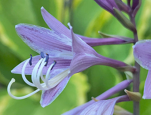 Key Lime Pie Hosta Plants online shopping