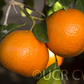 W. Murcott Afourer Mandarin Budwood citrus plant material online shopping