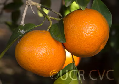 W. Murcott Afourer Mandarin Budwood citrus plant material online shopping