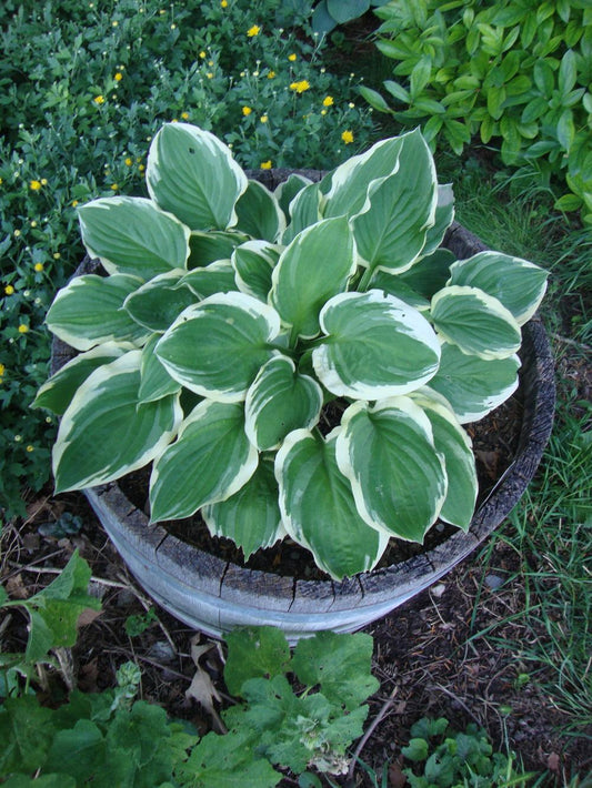 Blazing Saddles Hosta Plants online shopping