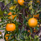 Ponkan Mandarin Budwood citrus plant material online shopping