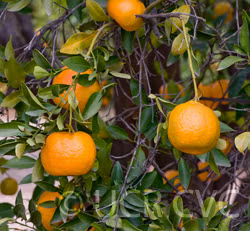 Ponkan Mandarin Budwood citrus plant material online shopping