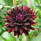 Hollyhill Black Beauty Dahlia