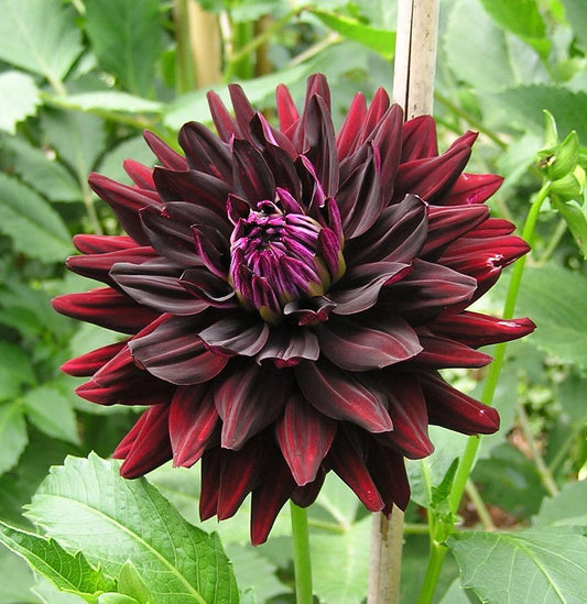 Hollyhill Black Beauty Dahlia