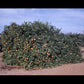 Fairchild Mandarin Budwood citrus plant material online shopping
