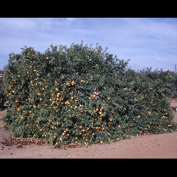 Fairchild Mandarin Budwood citrus plant material online shopping