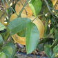 Nine Pounder Lemon Budwood citrus plant material online shopping