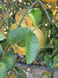 Nine Pounder Lemon Budwood citrus plant material online shopping