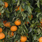 Clementine de Nules Plant citrus plant material online shopping