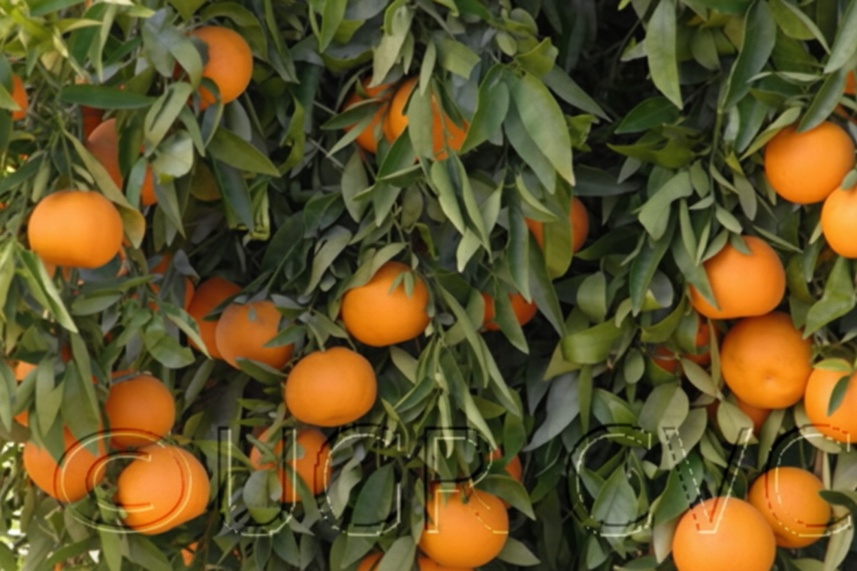 Clementine de Nules Plant citrus plant material online shopping