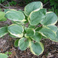 Parasol Hosta Plants online shopping