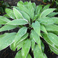 Valley's Sushi Hosta Plants online shopping