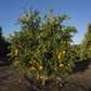 Olinda (Mulholland) Nucellar Valencia Orange Budwood citrus plant material online shopping