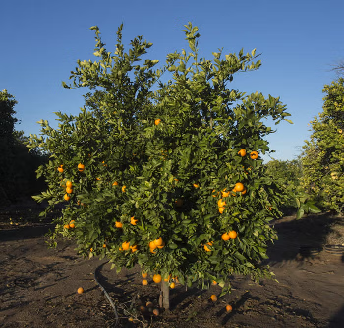 Olinda (Mulholland) Nucellar Valencia Orange Budwood citrus plant material online shopping