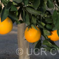 California Rojo Pigmented Navel Orange Budwood citrus plant material online shopping
