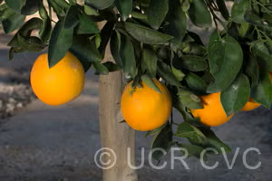 California Rojo Pigmented Navel Orange Budwood citrus plant material online shopping