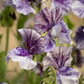 Earl Grey Sweet Pea seeds online shopping