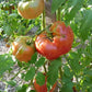 Mortgage Lifter Organic Tomato