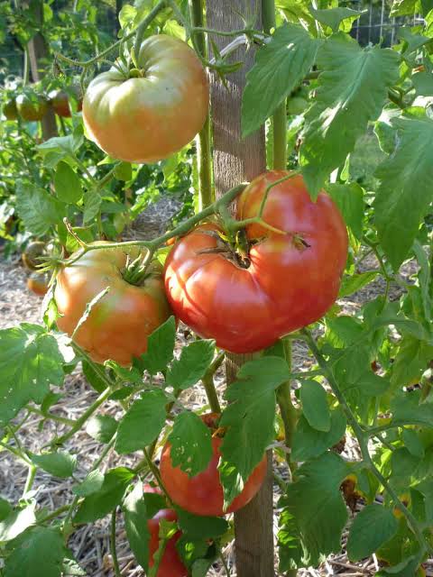 Mortgage Lifter Organic Tomato