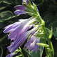 Sugar Babe Hosta Plants online shopping
