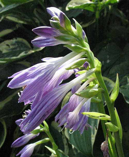 Sugar Babe Hosta Plants online shopping