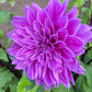 Lilac Time Dahlia Plants online shopping