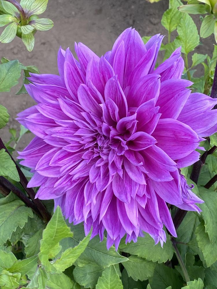 Lilac Time Dahlia Plants online shopping