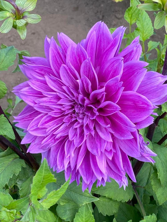 Lilac Time Dahlia