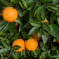 Robertson Navel Orange Budwood citrus plant material online shopping