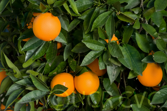 Robertson Navel Orange Budwood citrus plant material online shopping