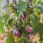 Rosa Bianca Aubergine