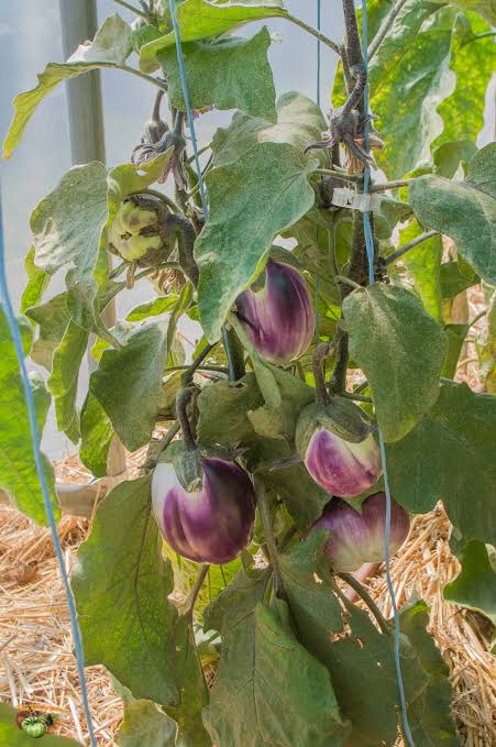 Rosa Bianca Aubergine