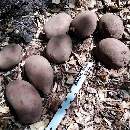 Baltic Rose Seed Potato online shopping