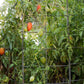 Supremo Roma Tomato