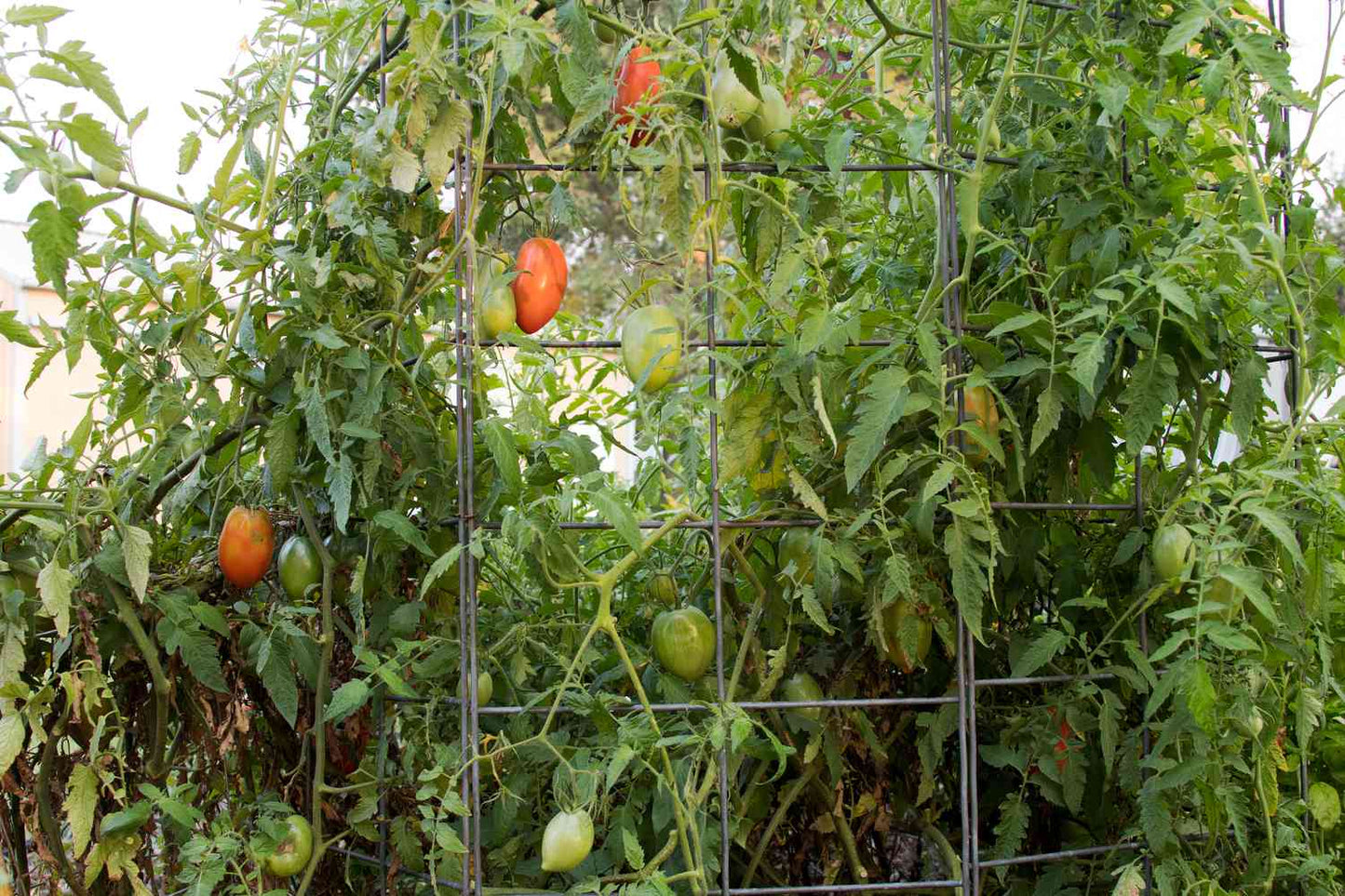 Supremo Roma Tomato