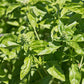 Genovese Basil seeds online shopping