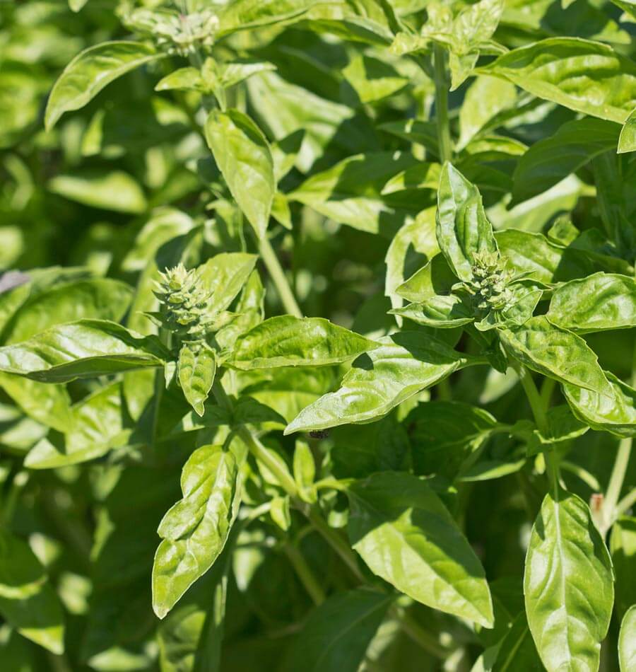 Genovese Basil seeds online shopping