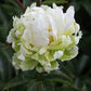 Paeonia Lactiflora Green Halo
