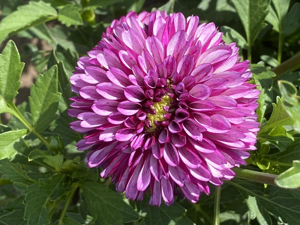 Hugs N’ Kisses Dahlia