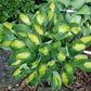 Warwick Comet Hosta Plants online shopping