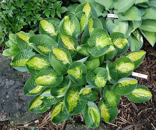 Warwick Comet Hosta Plants online shopping