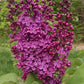 Yankee Doodle Lilac lilac plant online shopping