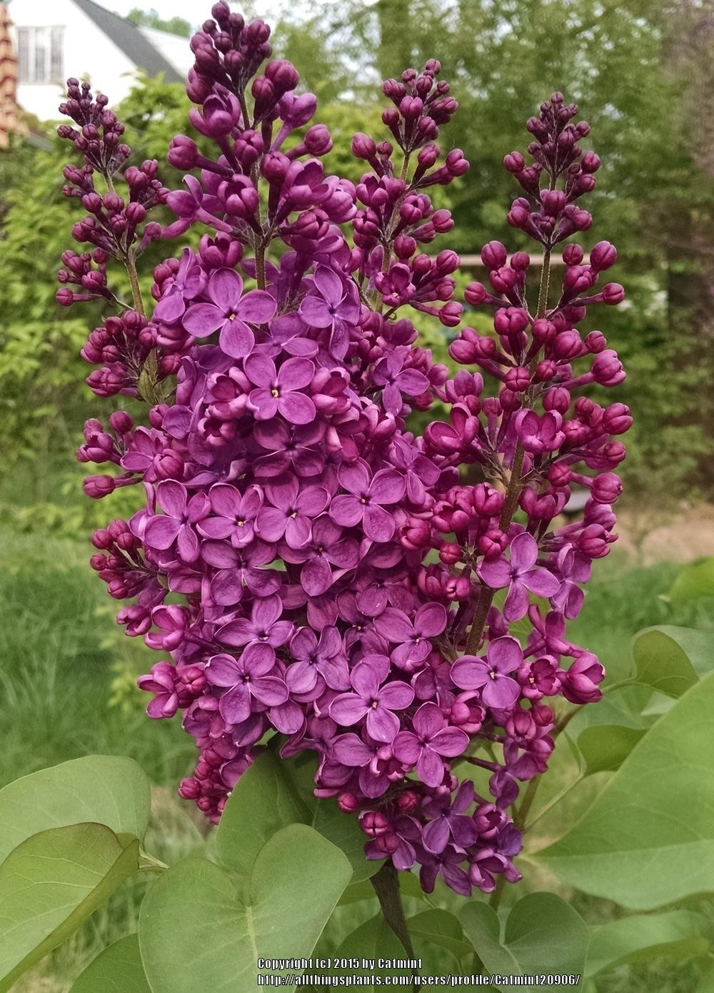 Yankee Doodle Lilac lilac plant online shopping