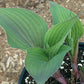 Jane’s Blush Hosta Plants online shopping