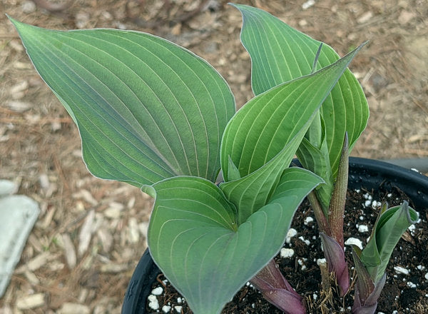 Jane’s Blush Hosta Plants online shopping