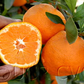 Xie Shan Satsuma Mandarin Budwood citrus plant material online shopping