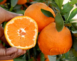 Xie Shan Satsuma Mandarin Budwood citrus plant material online shopping