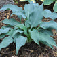 Winfield Blue Hosta Plants online shopping